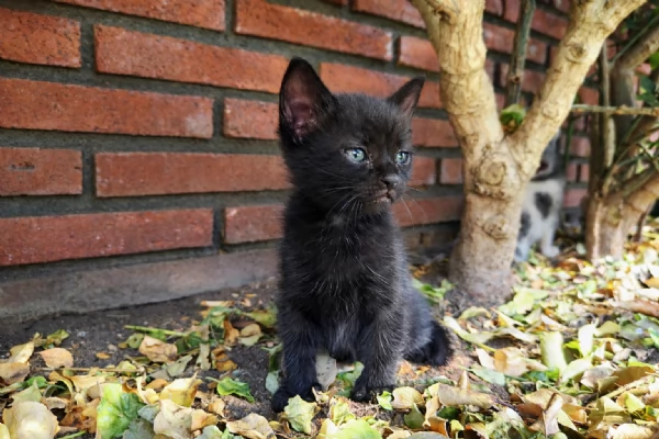 Gattini dolcissimi in regalo  | Foto 1
