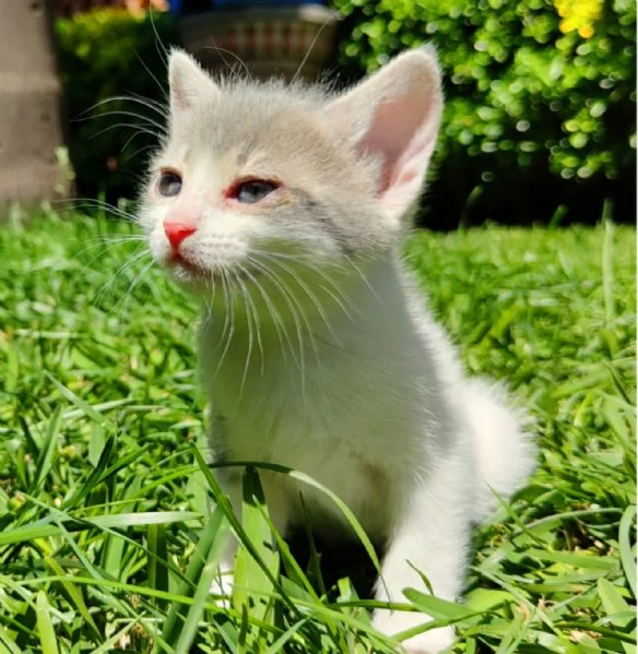 Gattini dolcissimi in regalo  | Foto 0