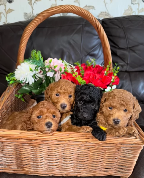 meravigliosi bellissimi cuccioli di barboncino per adozione
