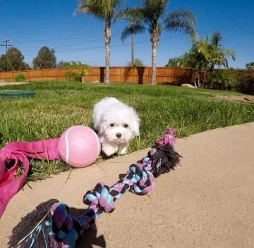 meravigliosi bellissimi cuccioli di Maltese per adozione