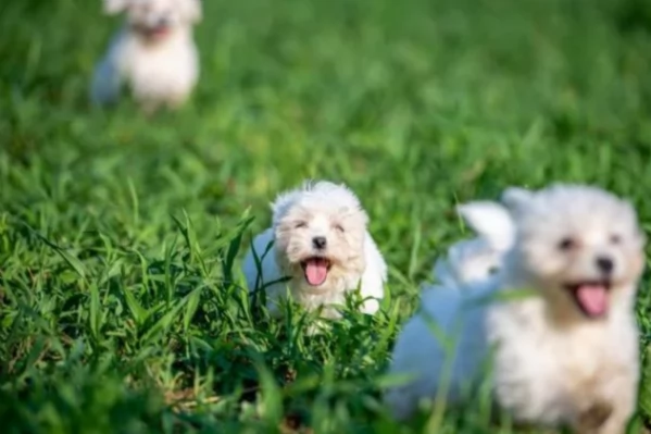 meravigliosi bellissimi cuccioli di Maltese per adozione | Foto 2