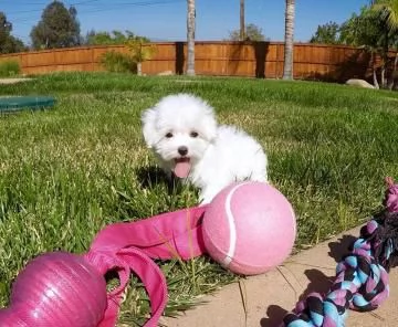 meravigliosi bellissimi cuccioli di Maltese per adozione | Foto 1