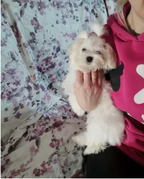 meravigliosi bellissimi cuccioli di Maltese per adozione | Foto 1