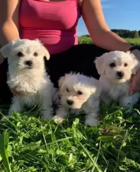 meravigliosi bellissimi cuccioli di Maltese per adozione