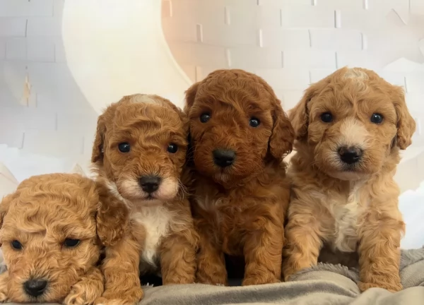 meravigliosi bellissimi cuccioli di barboncino per adozione