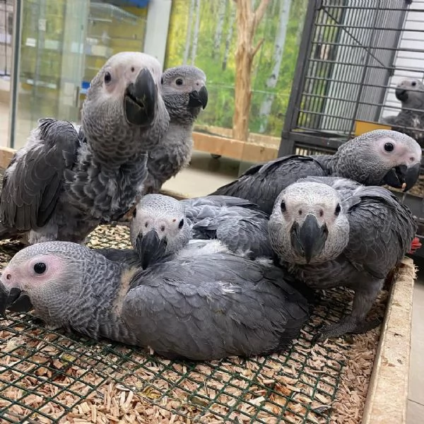 Pappagalli cenerini africani addestrati all'uso della lettiera e con un buon temperamento in vendita | Foto 1