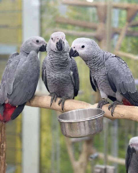 Pappagalli cenerini africani addestrati all'uso della lettiera e con un buon temperamento in vendita | Foto 0