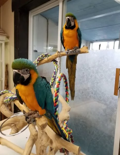 Ara blu e dorate ben addestrate con buon temperamento e uova in vendita.