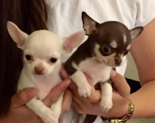 Cuccioli di Chihuahua in cerca di una nuova casa!