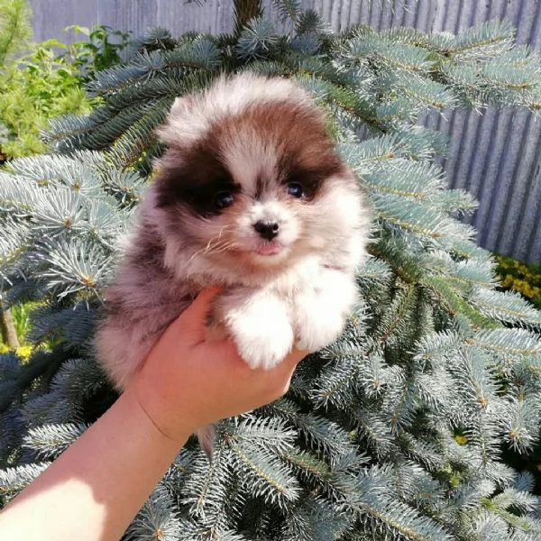 Cuccioli di Pomerania in cerca di una nuova casa! | Foto 5