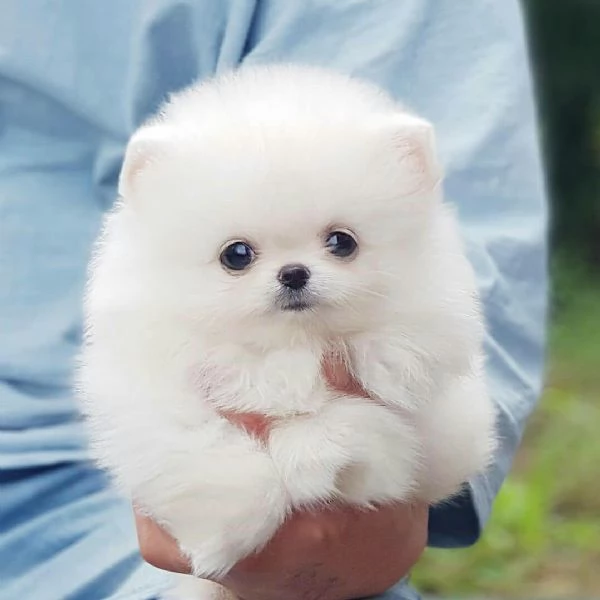 Cuccioli di Pomerania in cerca di una nuova casa! | Foto 4