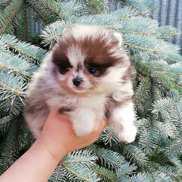 Cuccioli di Pomerania in cerca di una nuova casa! | Foto 3