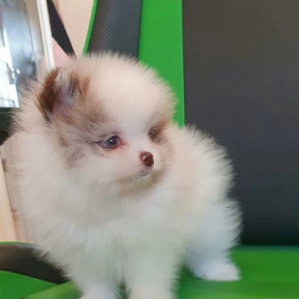 Cuccioli di Pomerania in cerca di una nuova casa! | Foto 2