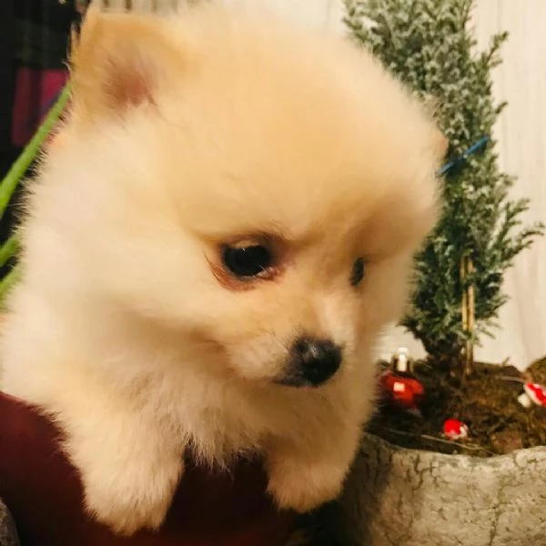 Cuccioli di Pomerania in cerca di una nuova casa! | Foto 1