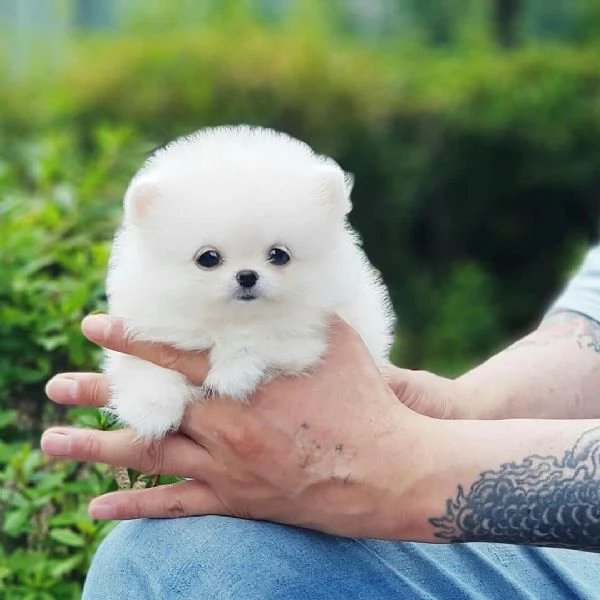 Cuccioli di Pomerania in cerca di una nuova casa!