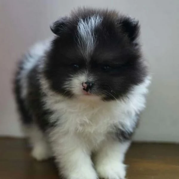 Cuccioli di Pomerania in cerca di una nuova casa! | Foto 0