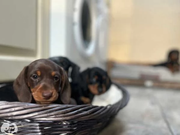 Splendidi cuccioli di Bassotto Nano | Foto 4
