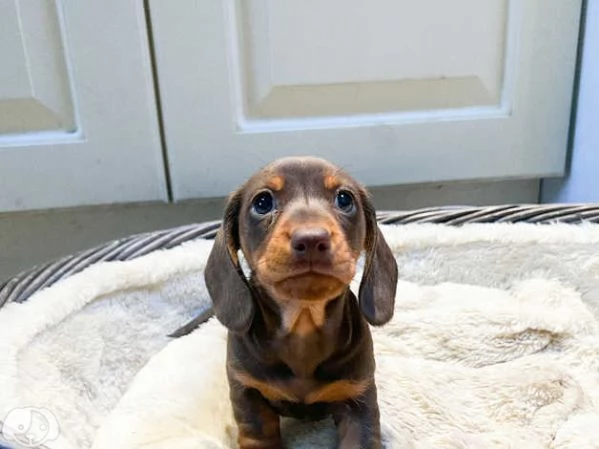 Splendidi cuccioli di Bassotto Nano | Foto 1