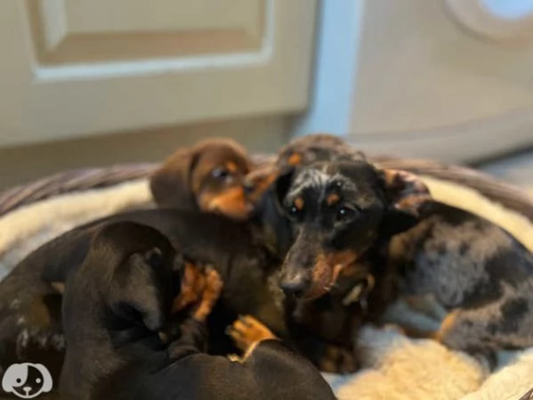 Splendidi cuccioli di Bassotto Nano | Foto 1
