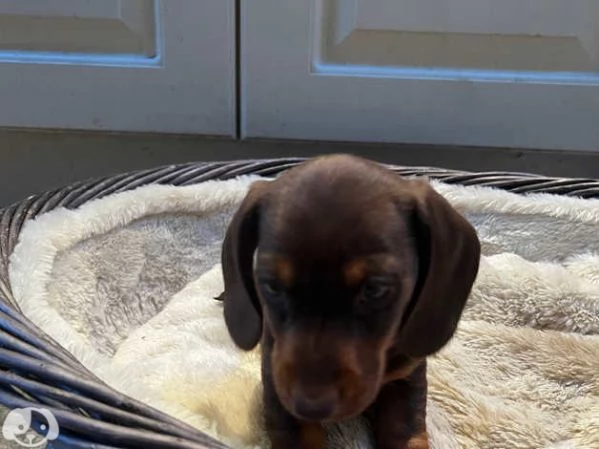 Splendidi cuccioli di Bassotto Nano | Foto 4