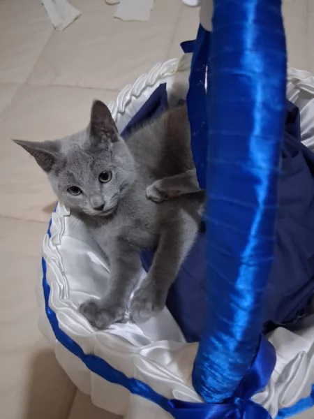 Gattini di blu di russia | Foto 6