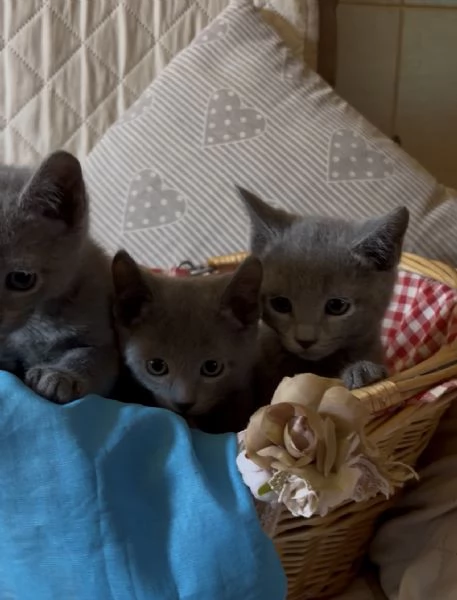 Gattini di blu di russia | Foto 5