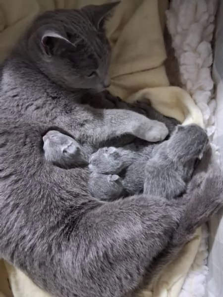 Gattini di blu di russia | Foto 3