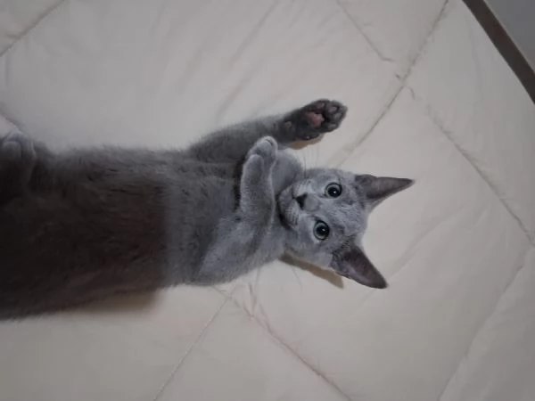 Gattini di blu di russia
