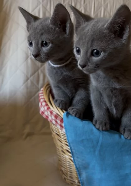 Gattini di blu di russia | Foto 1