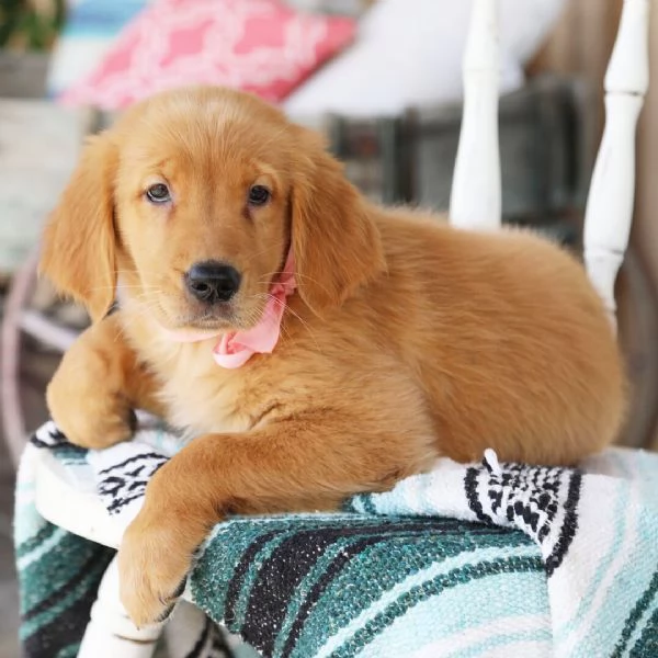 Bellissimi cuccioli di Golden Retriever