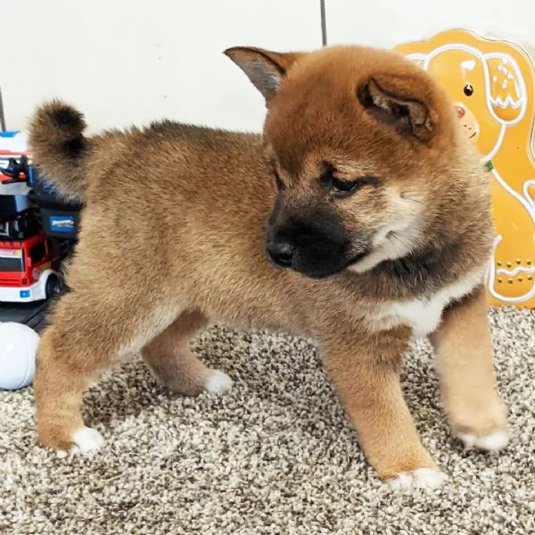 Bellissimi cuccioli di Shiba Inu | Foto 0