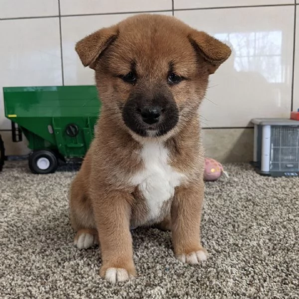 Bellissimi cuccioli di Shiba Inu