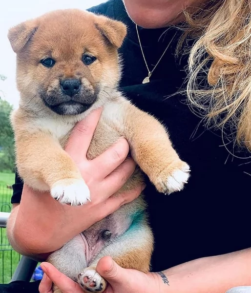 meravigliosi shiba inudi razza pura taglia picola per adozione | Foto 2