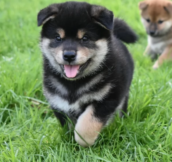 meravigliosi shiba inudi razza pura taglia picola per adozione | Foto 2