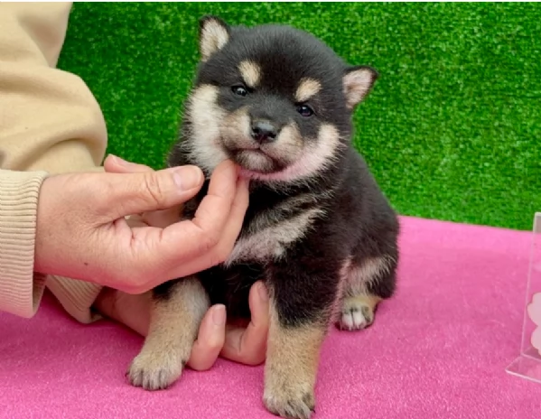 meravigliosi shiba inu di razza pura taglia picola per adozione | Foto 4