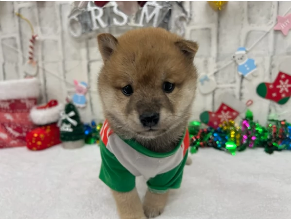 meravigliosi shiba inu di razza pura taglia picola per adozione | Foto 3