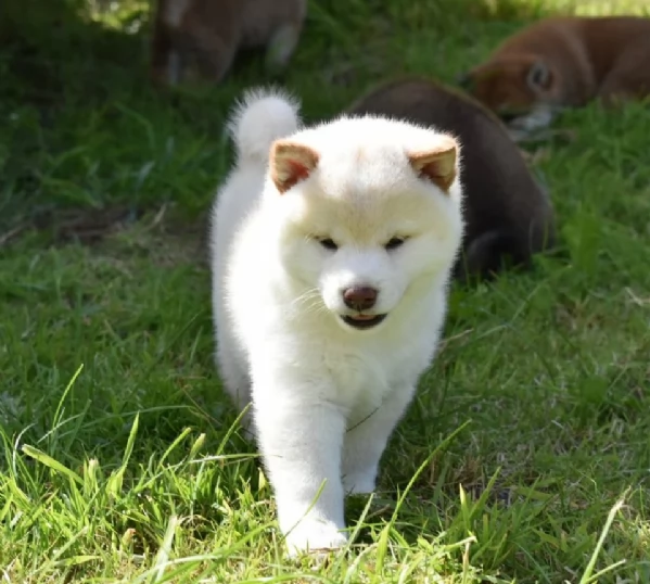 meravigliosi shiba inu di razza pura taglia picola per adozione | Foto 2