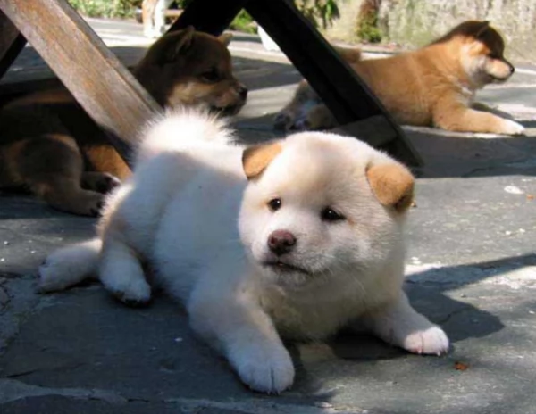 meravigliosi shiba inu di razza pura taglia picola per adozione | Foto 0