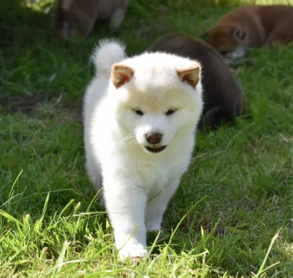meravigliosi shiba inu di razza pura taglia picola per adozione | Foto 1