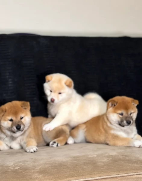 meravigliosi shiba inu di razza pura taglia picola per adozione | Foto 1
