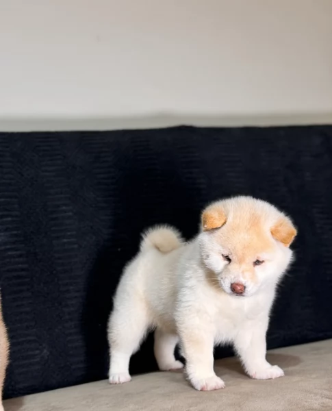 meravigliosi shiba inu di razza pura taglia picola per adozione