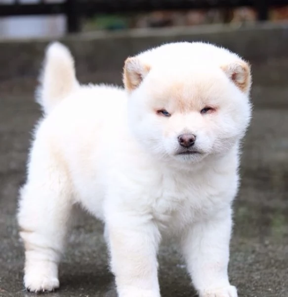 meravigliosi shiba inu di razza pura taglia picola per adozione | Foto 0