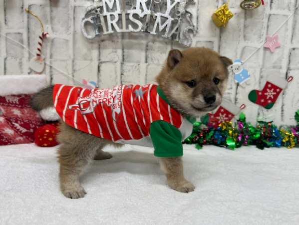 meravigliosi shiba inu di razza pura taglia picola per adozione | Foto 1