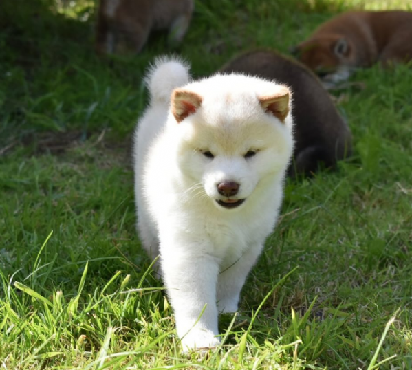 meravigliosi shiba inu di razza pura taglia picola per adozione | Foto 0