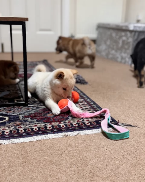 meravigliosi shiba inu di razza pura taglia picola per adozione | Foto 3