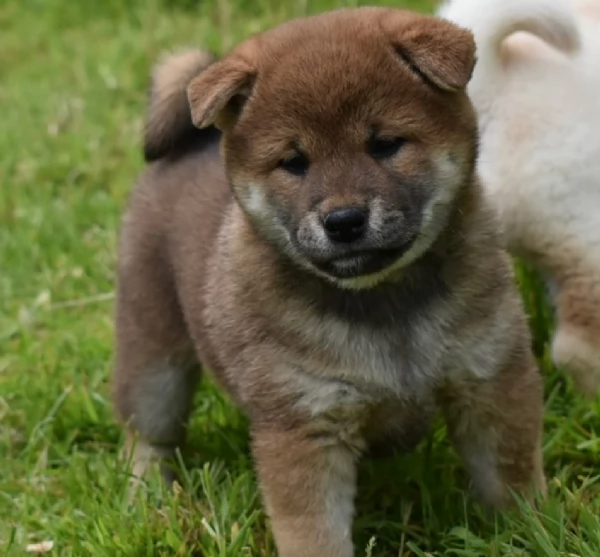 meravigliosi shiba inu di razza pura taglia picola per adozione | Foto 1