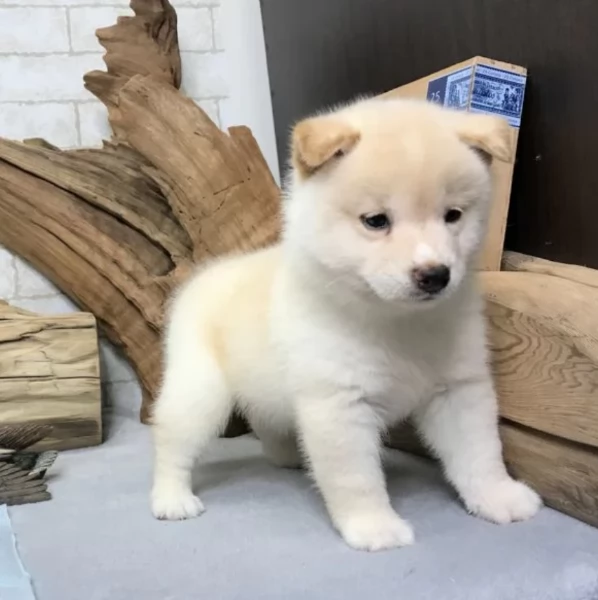 meravigliosi shiba inu di razza pura taglia picola per adozione | Foto 5