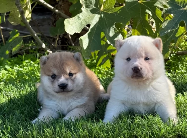 meravigliosi shiba inu di razza pura taglia picola per adozione | Foto 3