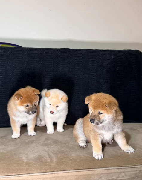 meravigliosi shiba inu di razza pura taglia picola per adozione | Foto 1
