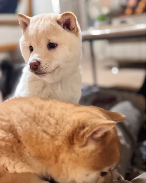 meravigliosi shiba inu di razza pura taglia picola per adozione | Foto 0